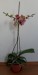 phalaenopsis 4