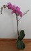 phalaenopsis 5