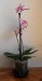 phalaenopsis 7
