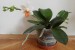 phalaenopsis Mini Mark